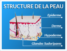 Schéma Structure de la peau